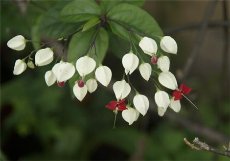 龍吐珠花