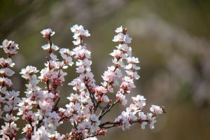 杏樹(shù)為什么只開(kāi)花不結(jié)果