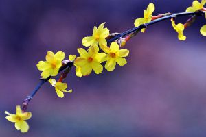 室內養花如何噴水