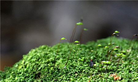 苔蘚植物發(fā)黃或者發(fā)白