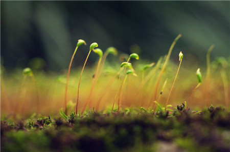 苔蘚植物長白絲發(fā)霉