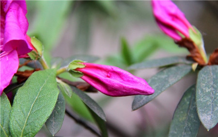 杜鵑花花蕾枯萎是因為發新芽