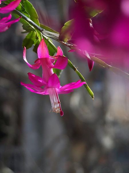 仙人指不開(kāi)花是因?yàn)闀r(shí)間不到