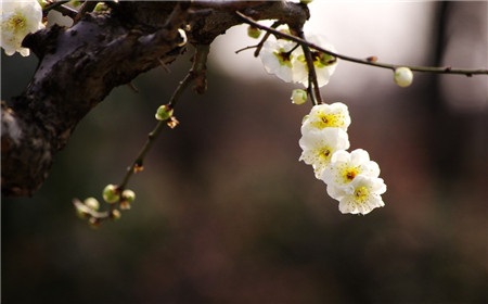 夏季梅花落葉——盆土過濕