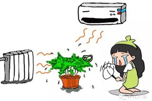 暖氣空調房，再不噴水，這些植物就干死了