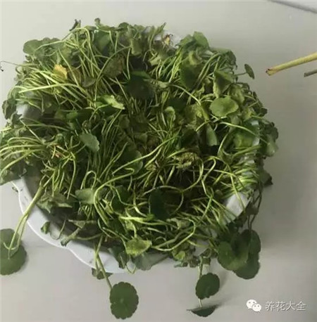 只有少量葉片發焉