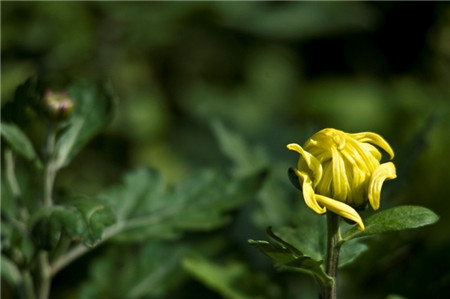 菊花圖片