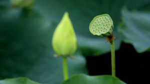 盆栽荷花為什么不現蕾不開花