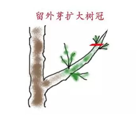 梔子芽口方向