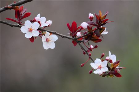 紫葉李開花圖片欣賞