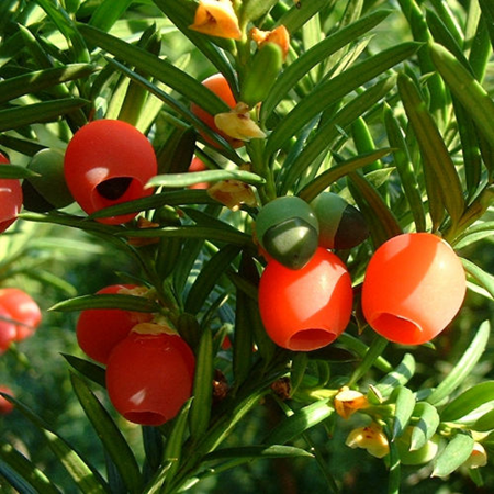 紅豆杉開花結(jié)果的條件