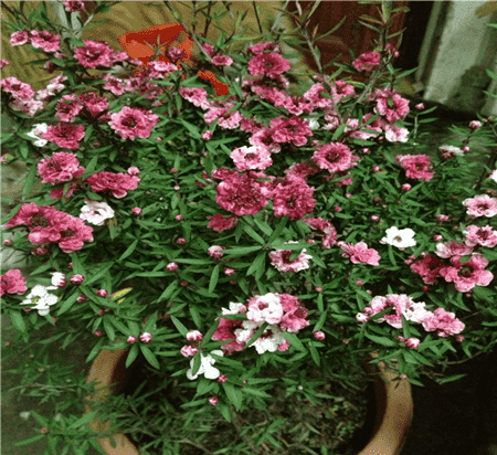 松紅梅開花圖片欣賞