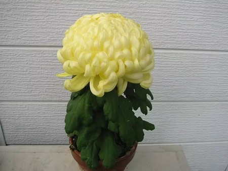 獨本菊植株