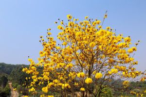 黃花風鈴木生蟲了怎么辦 常見的病蟲害防治