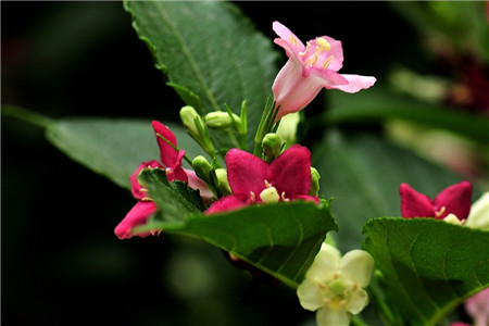 海仙花后期管理