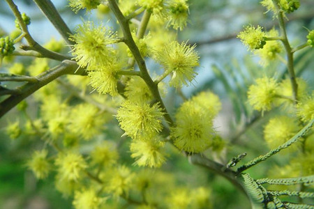 銀荊花