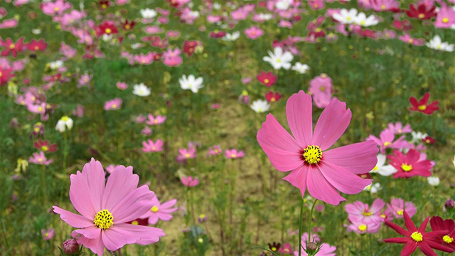 格桑花有毒嗎