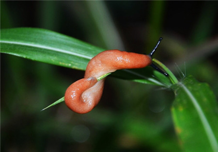 唐菖蒲蟲害：雙線嗜黏液蛞蝓