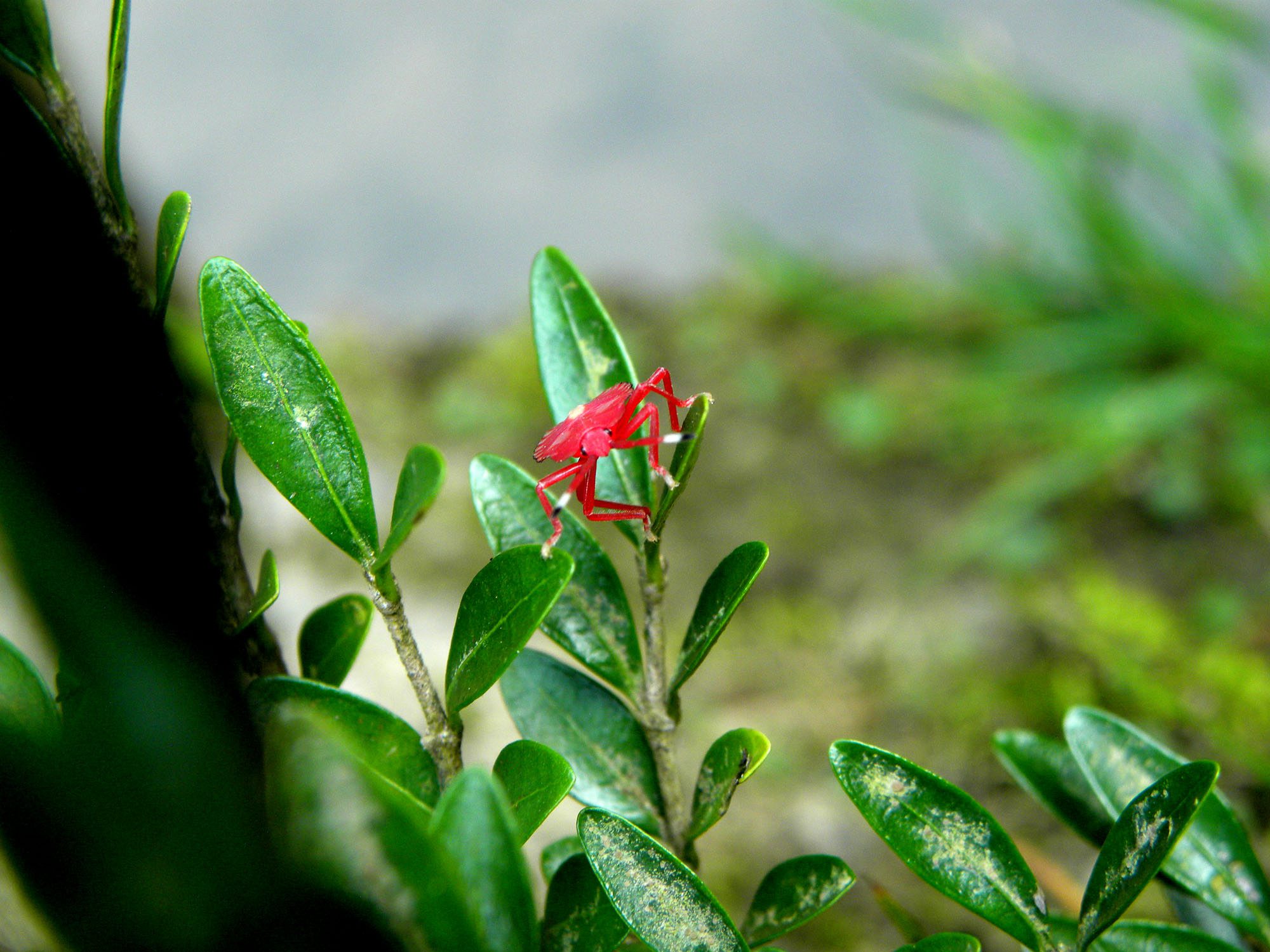 鴨腳木紅蜘蛛、薊馬