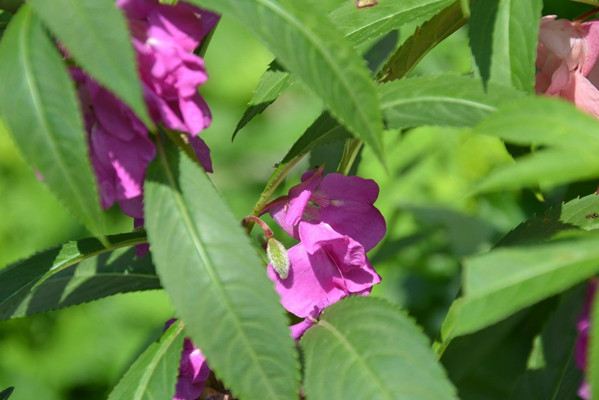 鳳仙花怎么采種