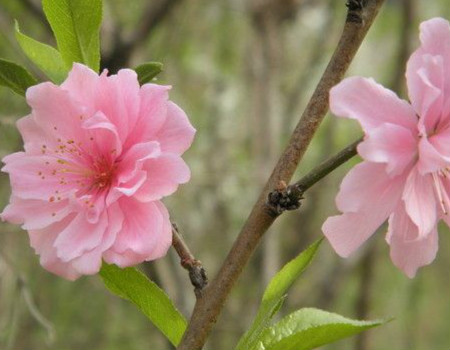 碧桃芽接時間