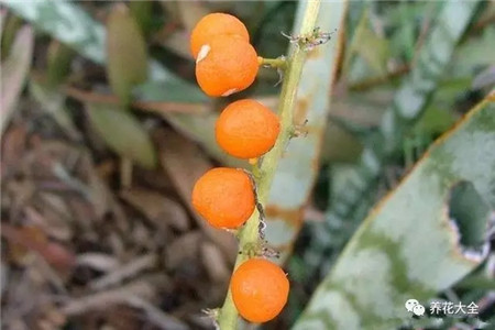 開花結(jié)果