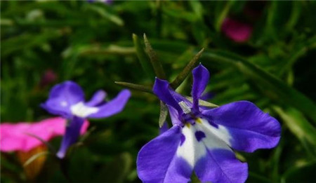 六倍利開花期間的養護