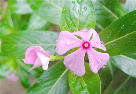 長春花播種