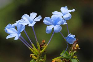 圖解藍花丹怎么扦插