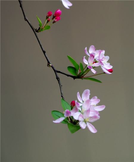 垂枝海棠什么時候開花