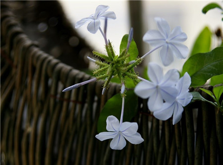 藍(lán)花丹的冬季養(yǎng)護(hù)溫度