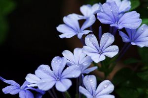 藍花丹冬季怎么養