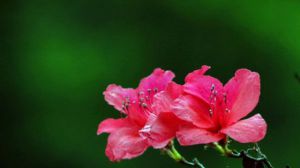 杜鵑花冬天怎么養活