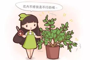 春天花卉這樣剪，2個月后花滿枝頭