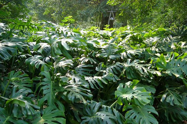 學會這1招，一盆變兩盆，花友都在做