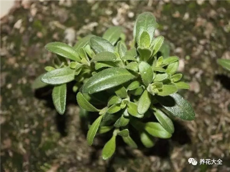 植株生長扦插