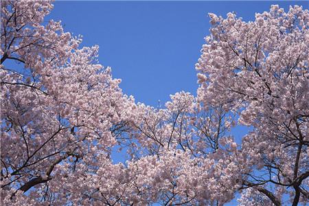 櫻花花后施肥