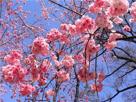 櫻花花后防治病蟲害