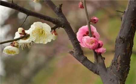 選擇復色的梅花品種