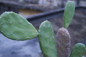 仙人掌類植物可以悶養嗎