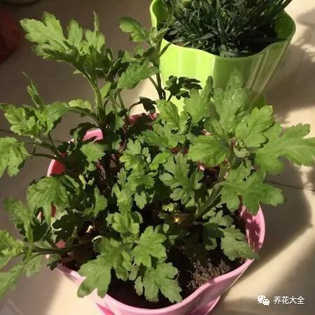 菊花養(yǎng)護要點