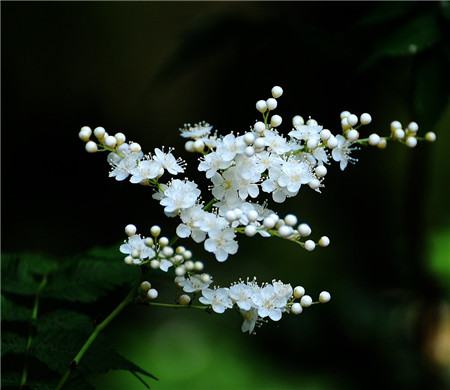 珍珠梅的修剪——花枝