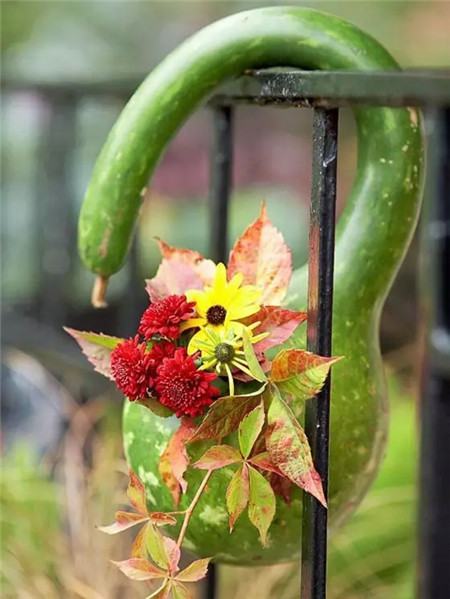 葫蘆種花圖