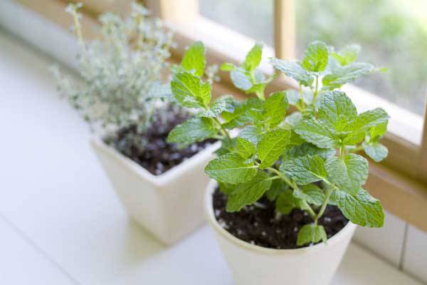 秋季養花巧施肥