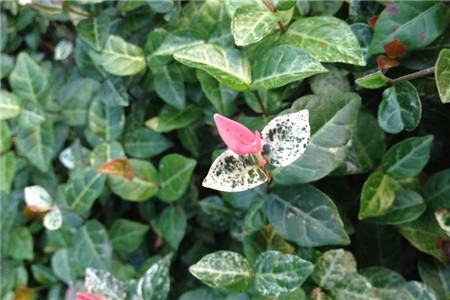 花葉絡石組織培養