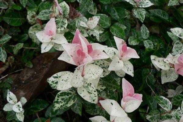 花葉絡石的繁殖