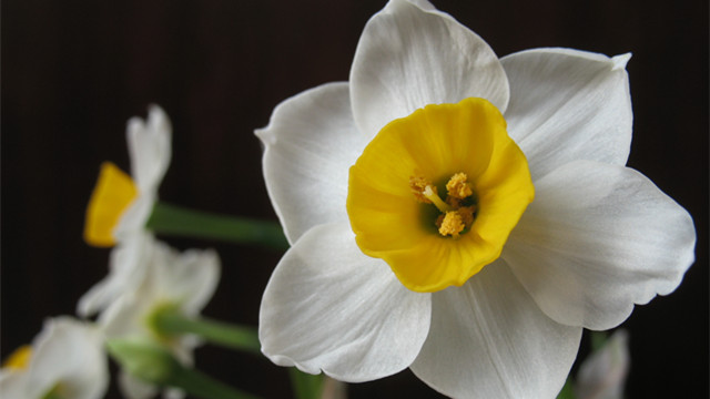 水仙花什么時(shí)候開(kāi)花