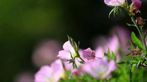 夏天能給花施肥嗎