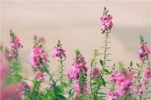 養花秘籍：家庭養花環保除蟲法