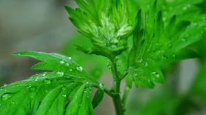 夏天養那些植物可以驅蚊